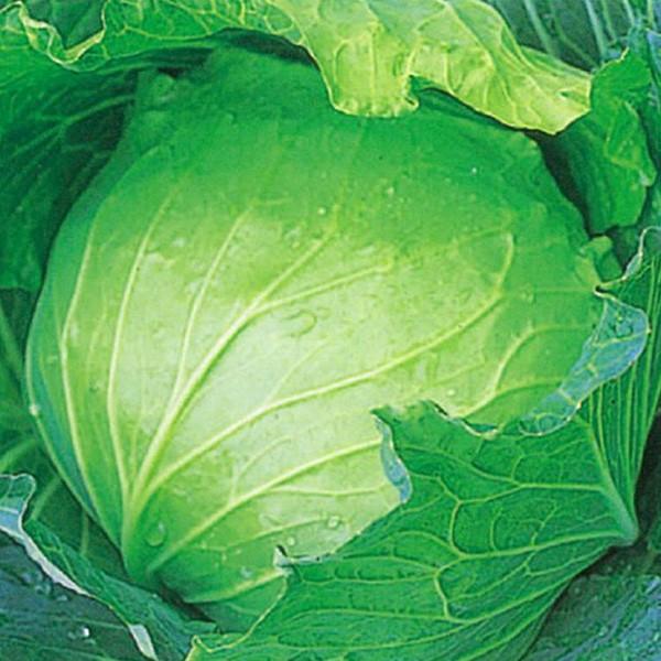 野菜の種/種子 ヒット甘藍 キャベツ 20ml（メール便発送/大袋）