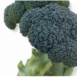 おはよう ブロッコリー種子 5000粒 【野菜種子】 【サカタのタネ
