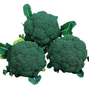 ピクセル ブロッコリー種子 ペレット5000粒 【野菜種子】 【サカタの