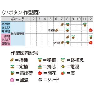 花の種(営利用)ハボタン 円(まどか)春の宴 ...の詳細画像2