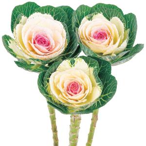 花の種(営利用)ハボタン 円(まどか)春の宴 ...の詳細画像3