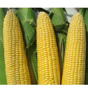 大特価！】野菜の種/種子 おおもの83・とうもろこし・スイートコーン