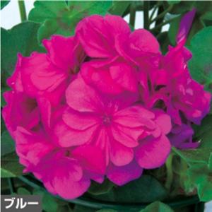 花の苗  アイビーゼラニューム・ロイヤル  ブルー/１ポット/10.5cm/鉢植え/花壇/ 花苗（4月中旬より順次発送）｜vg-harada