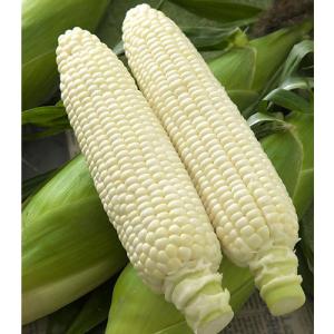 大特価！】野菜の種/種子 おおもの83・とうもろこし・スイートコーン