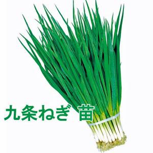 野菜の苗  九条ねぎ　中葱　分けつ ネギ・葱苗　50本/束