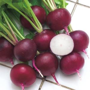 野菜の種/種子 ルビーコメット・二十日ダイコン　ダイコン　大根 310粒（メール便発送）タキイ種苗