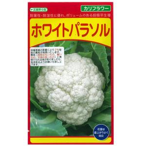 野菜の種/種子 ホワイトパラソル・カリフラワー 1ml（メール便発送）武蔵野交配｜vg-harada