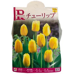 花・球根 チューリップ [黄] 10球入 リーズ...の商品画像