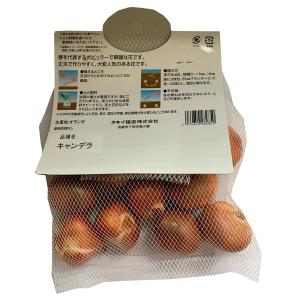 花・球根 チューリップ [黄] 10球入 リー...の詳細画像1