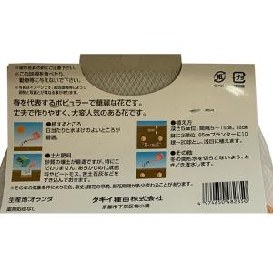 花・球根 チューリップ [黄] 10球入 リー...の詳細画像2