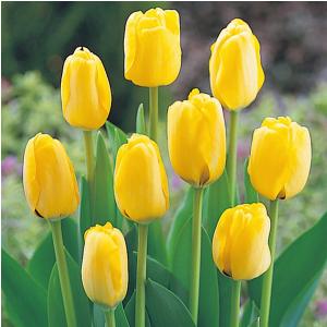 花・球根 チューリップ [黄] 10球入 リー...の詳細画像3