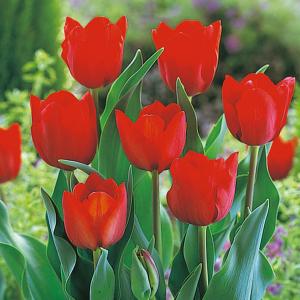 花・球根 チューリップ [赤] 10球入 リー...の詳細画像3