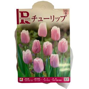 花・球根 チューリップ [桃] 10球入 リーズ...の商品画像