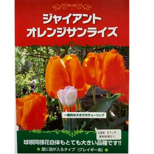 花・球根  チューリップ超巨大球根　ジャイアントオレンジサンライズ　3球入り［秋植え球根］　タキイ種苗｜vg-harada