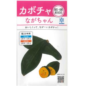 野菜の種/種子　甘龍・カボチャ　5粒　（メール便発送）雪印種苗｜vg-harada