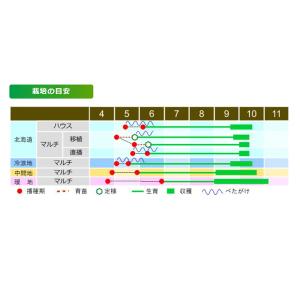 【大人気!】野菜・種/種子 おおまさりネオ 落...の詳細画像2