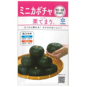 野菜の種/種子 キャロル10・ミニトマト PRIMAX(プライマックス) 1000粒