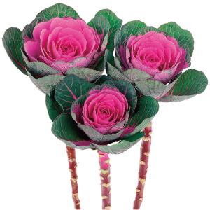 花の種（営利用）ハボタン 円(まどか）春の紅 1,000粒 コート種子　 サカタのタネ 種苗（メール便発送）