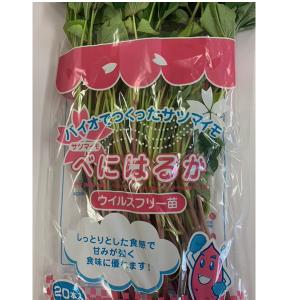 バイオ(ウイルスフリー)苗 紅はるか PVP登...の詳細画像2
