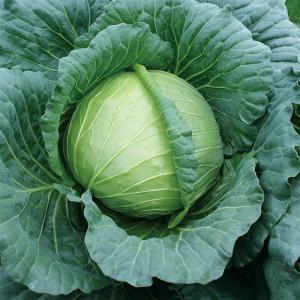 野菜・種/苗 青実はやとうり 千成うり 千成瓜 隼人瓜 ハヤトウリ 種