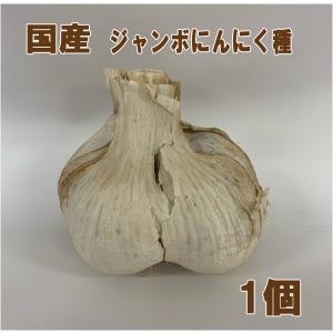 【数量限定】野菜・種/苗　国産(島根県産)　ジャンボにんにく ニンニク種子　1個｜vg-harada