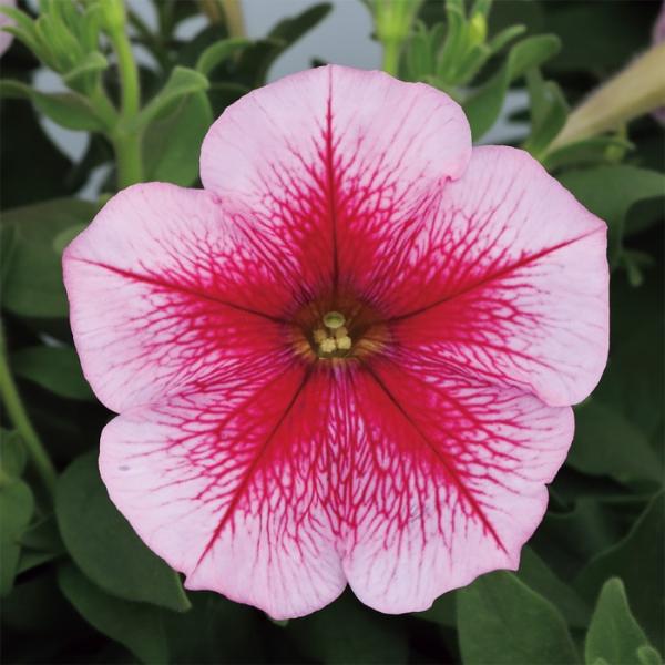 花の種（営利用）ペチュニア エコチュニア(R) ローズベイン　1000粒 ペレット種子 サカタのタネ...