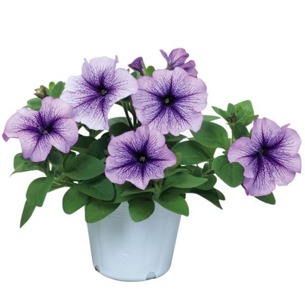 花の種（営利用）ペチュニア エコチュニア(R) ブルーベイン　1000粒 ペレット種子 サカタのタネ...