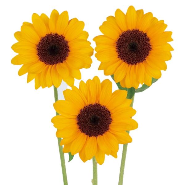 花の種（営利用）ヒマワリ ビンセント(R)(2型)　タンジェリン DMR　1000粒 フィルムコート...