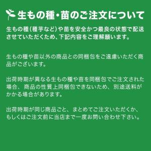 国産 青森県産 ニンニク種子 にんにく種子 福...の詳細画像2