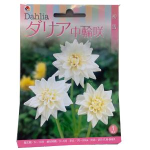 花・球根 ダリア中輪咲 切花用・初雪 切り花用 ...の商品画像