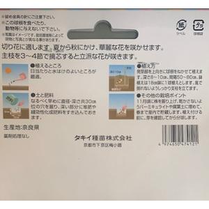花・球根 ダリア中輪咲 切花用・初雪 切り花用...の詳細画像1