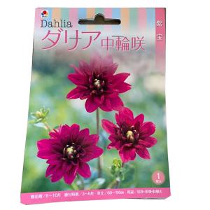 花・球根 ダリア中輪咲 切花用・紫宝 切り花用 ...の商品画像