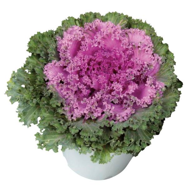 花の種（営利用）葉牡丹　ハボタン ドレスシリーズ　レッド  フィルムコート1000粒　サカタのタネ ...