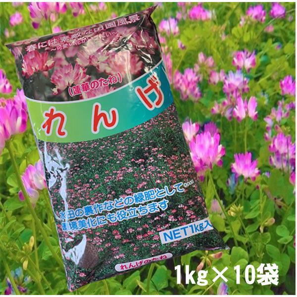 【お買い得！】れんげ草・レンゲ草・蓮華草　花の種 種子 　1kg×10袋　爆買