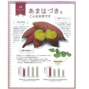 あまはづき・サツマイモ苗 さつまいも苗 さつま...の詳細画像2