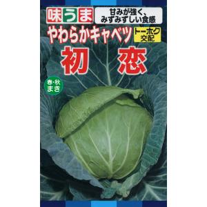 野菜の種/種子 初恋 キャベツ コート5000粒...の商品画像