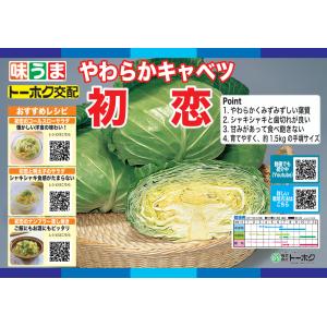 野菜の種/種子 初恋 キャベツ コート5000...の詳細画像1
