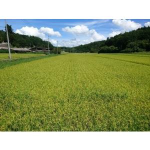つきあかり 精米20kg(5kg×4個) 令和...の詳細画像3