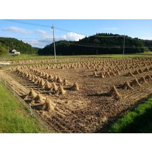つきあかり 精米20kg(5kg×4個) 令和...の詳細画像5