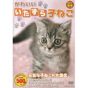 DVD かわいい いたずら子ねこ CCP-8008 子猫 子ねこ 猫ちゃん