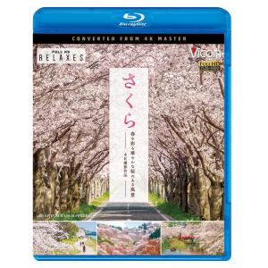 哲学の道 桜 見頃