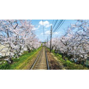 京福電気鉄道 全線往復 嵐電 嵐山本線・北野線...の詳細画像5