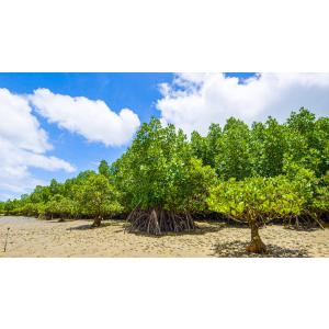 西表島〜太古の自然をめぐる〜【4K・HDR】 ...の詳細画像5