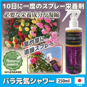 バラ元気シャワー 薔薇 肥料 栄養剤 活力剤 即効 園芸 ガーデニング用肥料 液体肥料 自然由来 アミノ酸 ミネラル 上田微生物 日本製