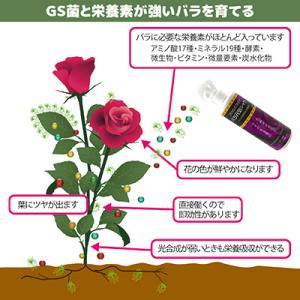 バラ元気シャワー 薔薇 肥料 栄養剤 活力剤 ...の詳細画像3