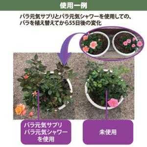 バラ元気シャワー 薔薇 肥料 栄養剤 活力剤 ...の詳細画像5