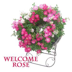 母の日 バラ ギフト ウェルカムローズ 早割  花 プレゼント