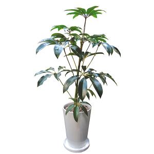 ブロメリア・エアープランツ T.ionantha'ball' 園芸ネット本店