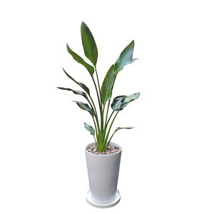 現品販売]Tillandsia ionantha 'Snow Ball'(チランジア/エアプランツ
