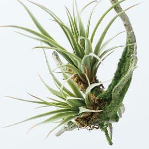 フェイクグリーン 観葉植物 人工観葉植物 造花...の詳細画像1